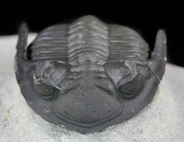 Hollardops Trilobite - Great Eyes #57775